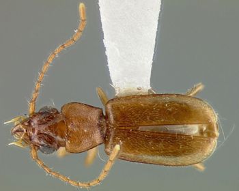Media type: image;   Entomology 19507 Aspect: habitus dorsal view